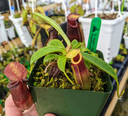 Nepenthes spathulata x dubia BE-3751