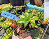 Nepenthes mira BE-3979