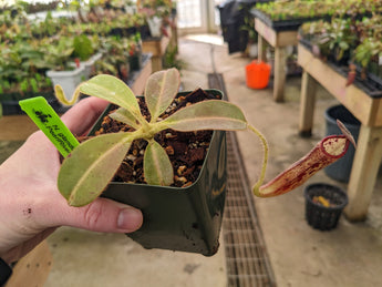 Nepenthes glandulifera BE-3766 *SEED-GROWN*