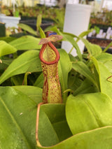 Nepenthes maxima BE-3067 x ventricosa "Red" *SEED-GROWN*