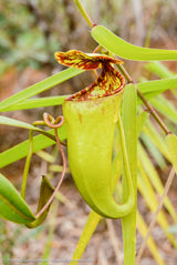 Nepenthes ceciliae (Mindanao, Philippines) *ROOTED CUTTING*