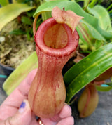 Nepenthes maxima BE-3067 x ventricosa "Red" *SEED-GROWN*