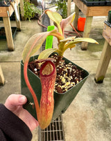 Nepenthes klossii *SPECIMENS*