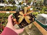 Nepenthes ramispina x reinwardtiana BE-3711