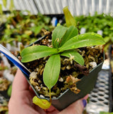 Nepenthes ventricosa female *XXL SPECIMEN*