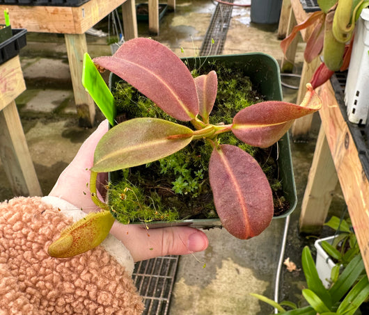 Nepenthes maxima BE-3067 *Confirmed female clone*