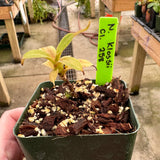 Nepenthes klossii *SPECIMENS*