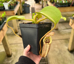 Nepenthes robcantleyi x burbidgeae BE-3935