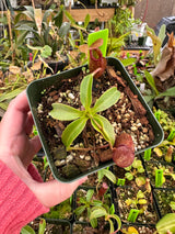 Nepenthes petiolata x talangensis BE-3762
