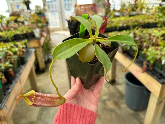 Nepenthes robcantleyi x tenuis BE-3982
