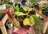 Nepenthes truncata “Pasian” BE-3203