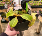 Nepenthes chaniana BE-3673