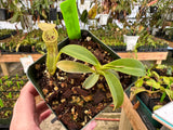 Nepenthes spathulata x campanulata BE-3796