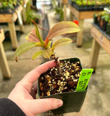 Nepenthes klossii *SPECIMENS*