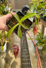 Nepenthes singalana x tenuis BE-3988