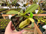 Nepenthes spathulata x campanulata BE-3796