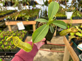 Nepenthes spathulata x campanulata BE-3796