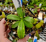 Nepenthes ventricosa female *XXL SPECIMEN*