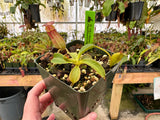 Nepenthes robcantleyi x tenuis BE-3982