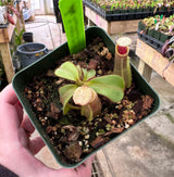 Nepenthes veitchii (Bario form) BE-4033