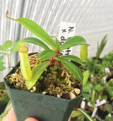 Nepenthes ventricosa x dubia BE-3742