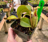 Nepenthes veitchii BE-4021 *SEED-GROWN*