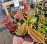 Nepenthes maxima x (lowii x macrophylla) BE-3709