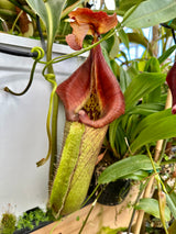 Nepenthes robcantleyi "Queen of Hearts" x "King of Spades" BE-3517