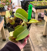 Nepenthes veitchii BE-4021 *SEED-GROWN*