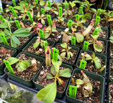Nepenthes veitchii (Bario form) BE-4033