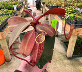 Nepenthes peltata x sp. 1 BE-4024