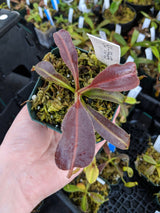 Nepenthes maxima (Wavy-leaf) BE-3543 *ROOTED CUTTINGS*