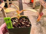 Nepenthes klossii *SPECIMENS*