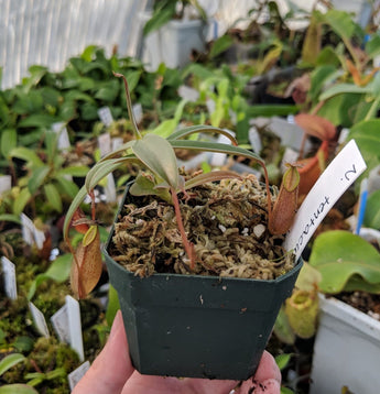 Nepenthes tentaculata BE-3870 (G. Tambusisi)