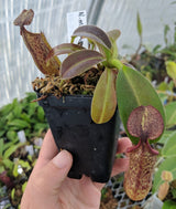 Nepenthes maxima BE-3067 *Confirmed female clone*
