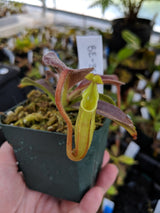 Nepenthes maxima (Wavy-leaf) BE-3543 *ROOTED CUTTINGS*