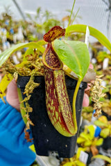 Nepenthes copelandii BE-3046