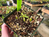 Nepenthes villosa BE-3225 *Confirmed female*