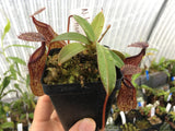 Nepenthes burkei x hamata BE-3747
