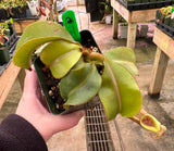 Nepenthes veitchii BE-4021 *SEED-GROWN*