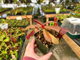 Nepenthes ramispina x reinwardtiana BE-3711