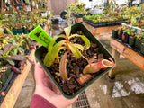 Nepenthes eustachya x tenuis BE-3971