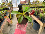 Nepenthes robcantleyi x tenuis BE-3982