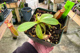 Nepenthes ampullaria x fusca BE-3941