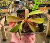Nepenthes eustachya x tenuis BE-3971