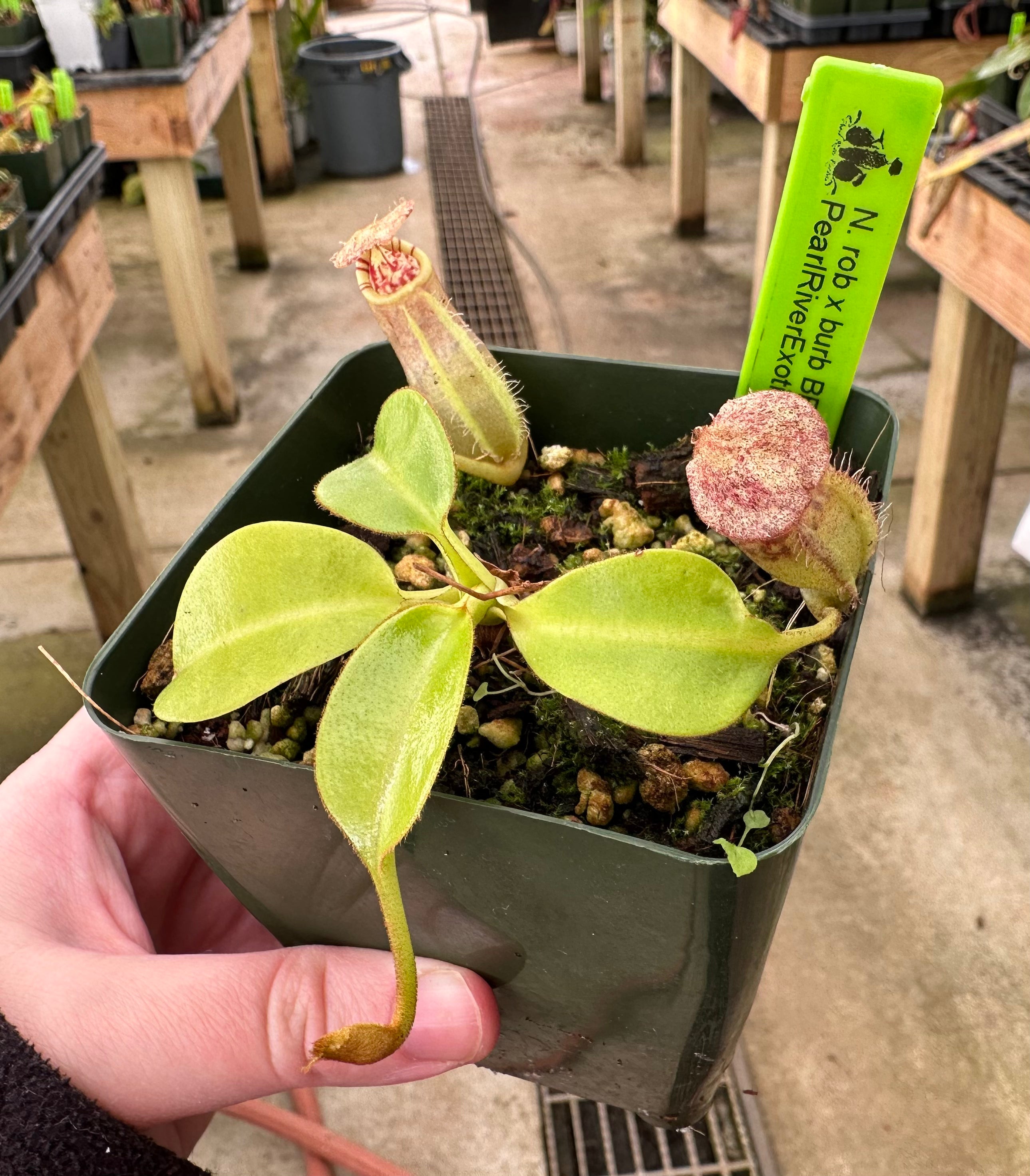 Unlikely: Pop-up at Nepenthes New York | Nepenthes New York