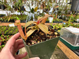 Nepenthes ramispina x reinwardtiana BE-3711