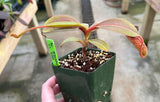 Nepenthes klossii *SPECIMENS*