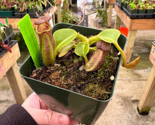 Nepenthes robcantleyi 