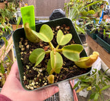Nepenthes truncata “Pasian” BE-3203